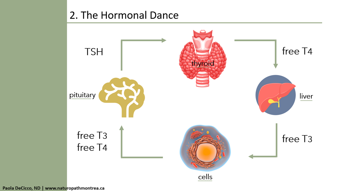 Welltalks : Comprendre votre thyroïde
