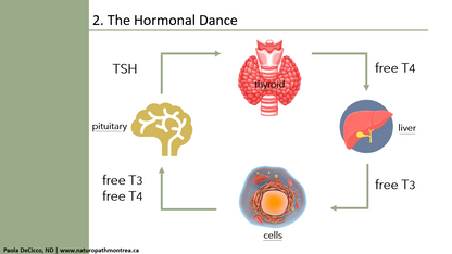 Welltalks : Comprendre votre thyroïde