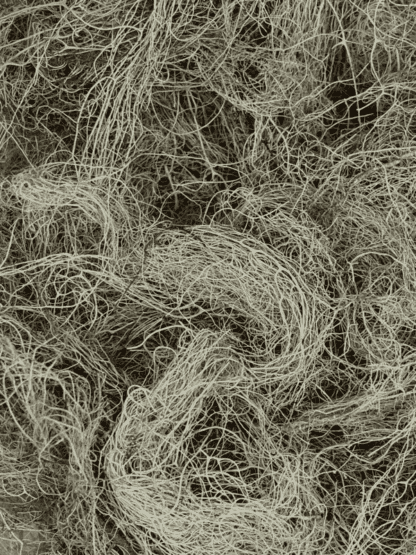 Usnea barbata par Perfect Herbs